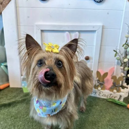 A young small-sized female Red / Chestnut / Orange Silky Terrier dog named Dianthus for adoption in Broken Arrow, OK
