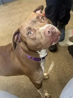 A young medium-sized male Brown / Chocolate Pit Bull Terrier dog named Hudson for adoption in Cleveland, OH