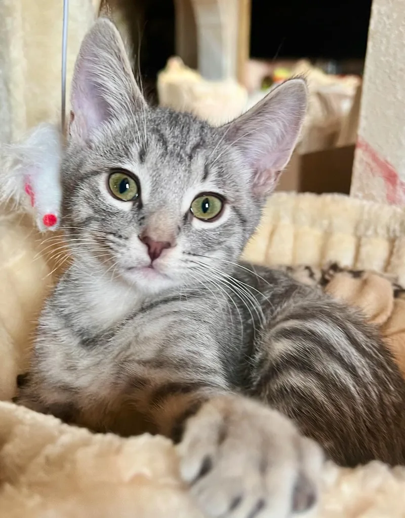 A baby small-sized female Tabby (Gray / Blue / Silver) Domestic Short Hair cat named Ash for adoption in El Monte, CA