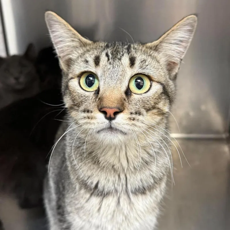 A young medium-sized female Domestic Short Hair cat named Franny for adoption in Murray, UT