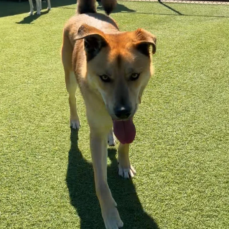 Oakley A thumbnail 2