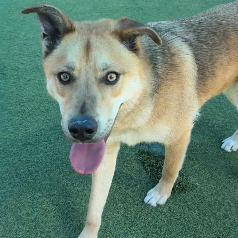 Oakley A thumbnail 3