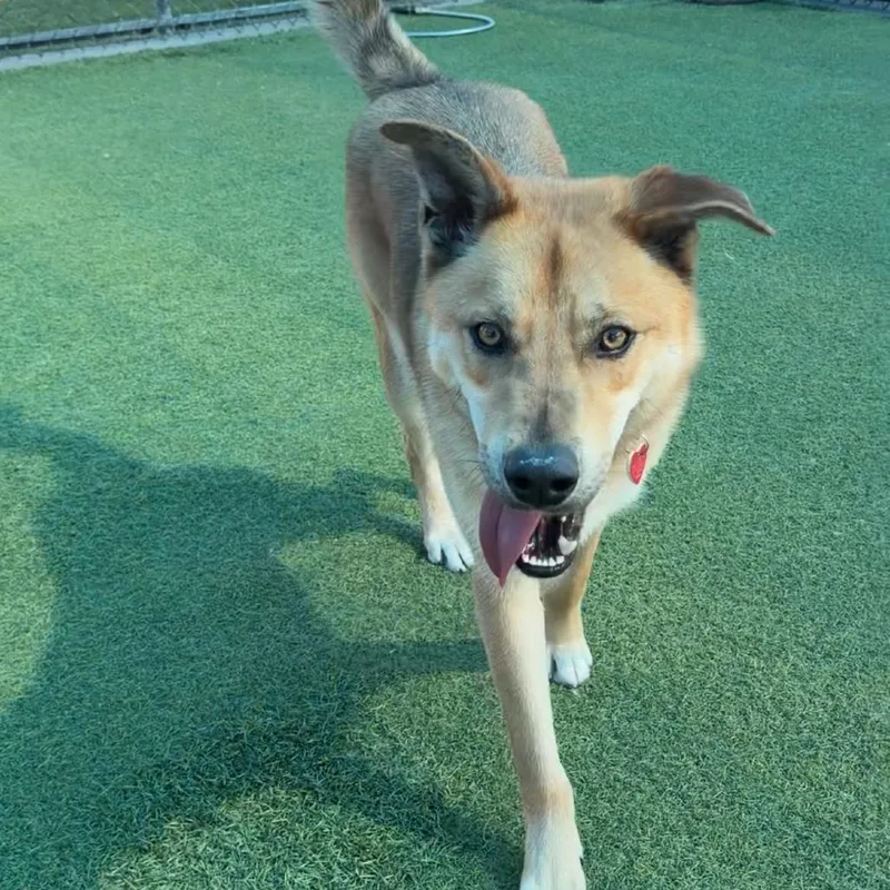 Oakley A thumbnail 4