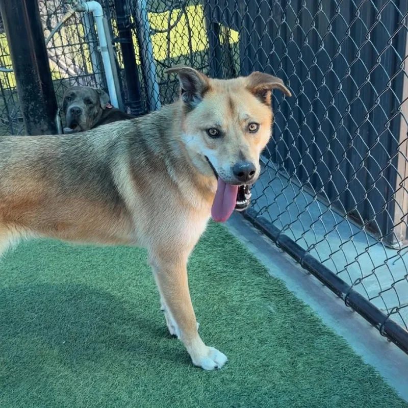 Oakley A thumbnail 5