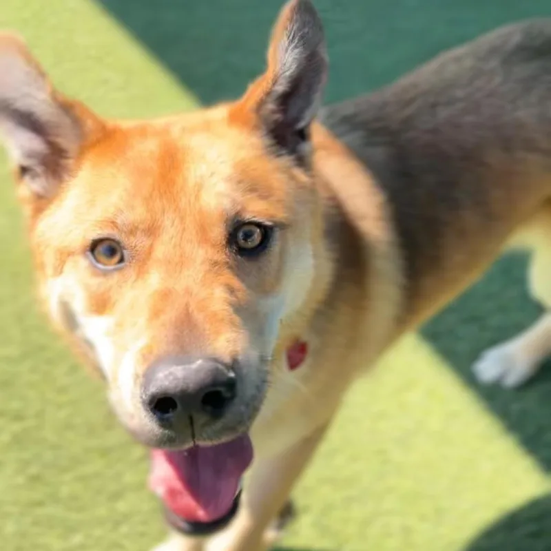 Oakley A thumbnail 6