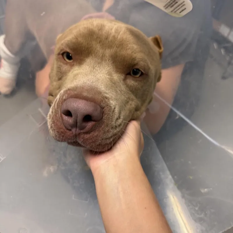 An adult medium-sized male Pit Bull Terrier dog named Phillip for adoption in Upland, CA