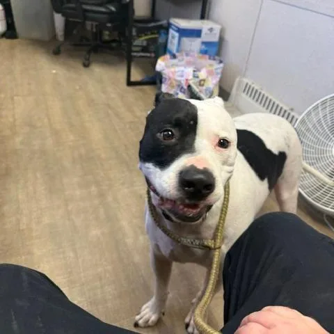 An adult large-sized male White / Cream Pit Bull Terrier dog named Biscuit for adoption in Port Aransas, TX
