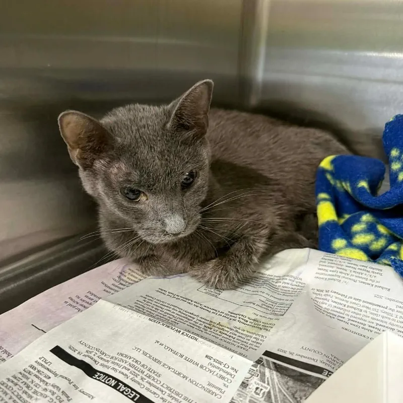 An adult medium-sized female Gray / Blue / Silver Domestic Short Hair cat named Kimiko for adoption in Pauls Valley, OK
