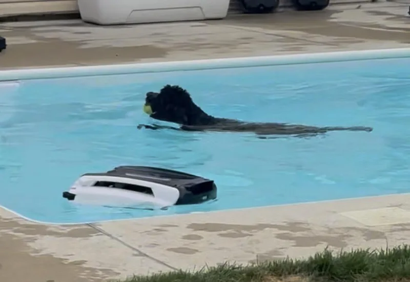 A young large-sized male Black Goldendoodle dog named Clifford for adoption in Wonder Lake, IL