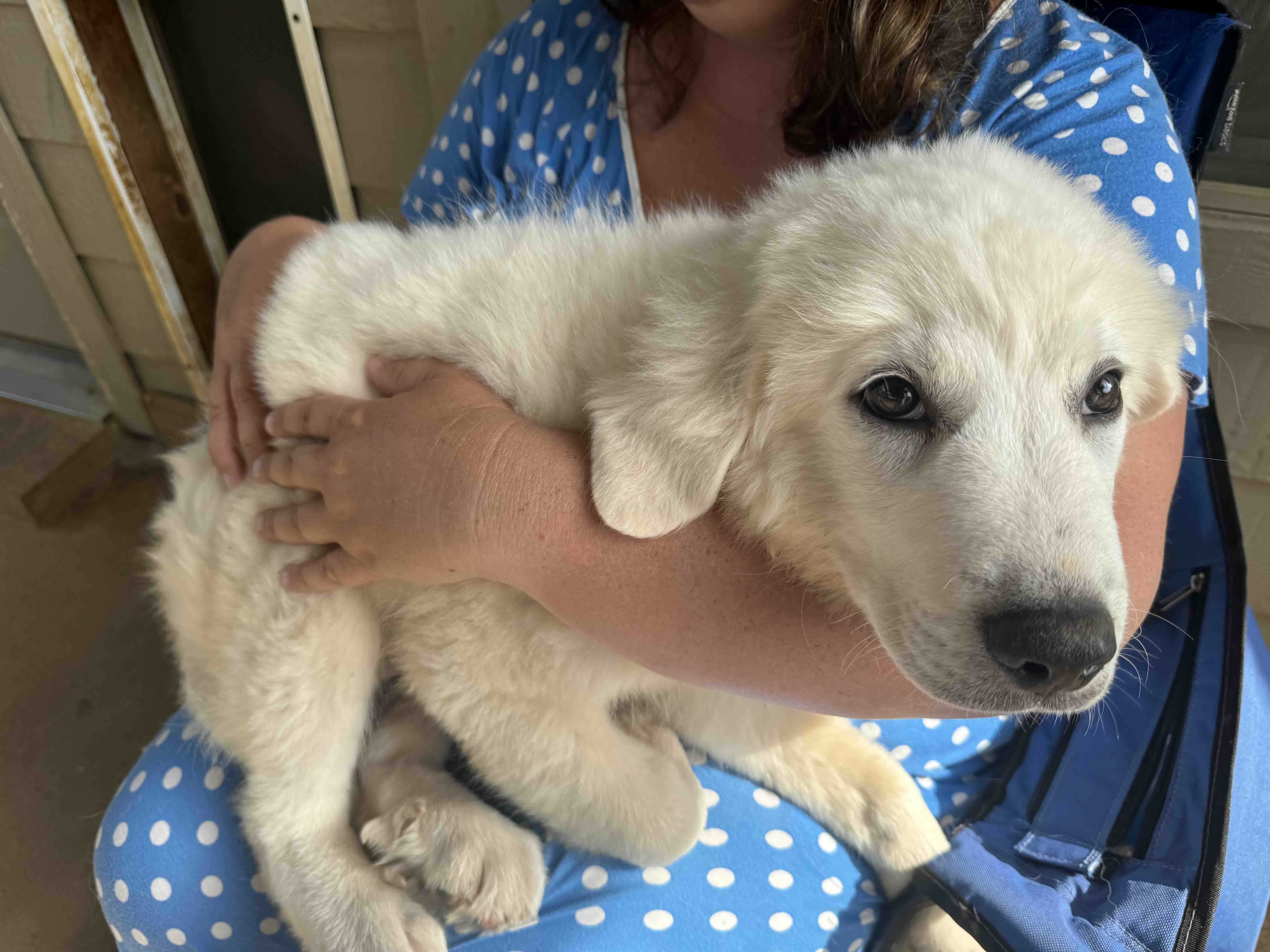 A baby large-sized male Anatolian Shepherd dog named Freddy Jones DFW for adoption in Quinlan, TX