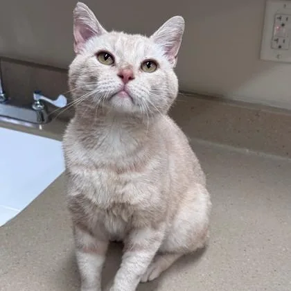 An adult medium-sized male Buff & White American Shorthair cat named Banner for adoption in Hackensack, MN
