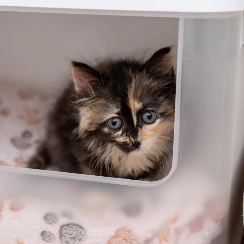 A baby small-sized female Tortoiseshell Domestic Short Hair cat named Barq's for adoption in New York, NY