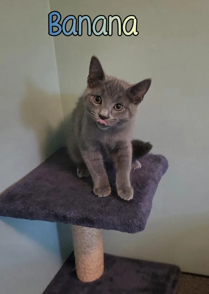 A baby small-sized male Domestic Short Hair cat named Banana for adoption in Port Clinton, OH
