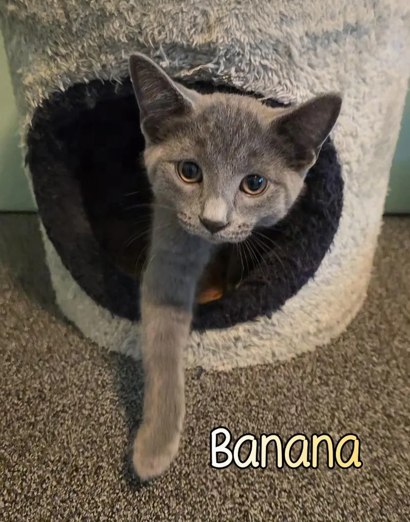 Banana thumbnail 2