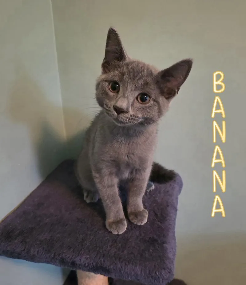 Banana thumbnail 5