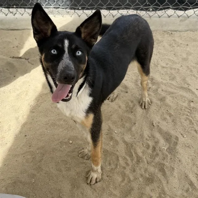 A young large-sized female Siberian Husky dog named Naula for adoption in Thousand Palms, CA