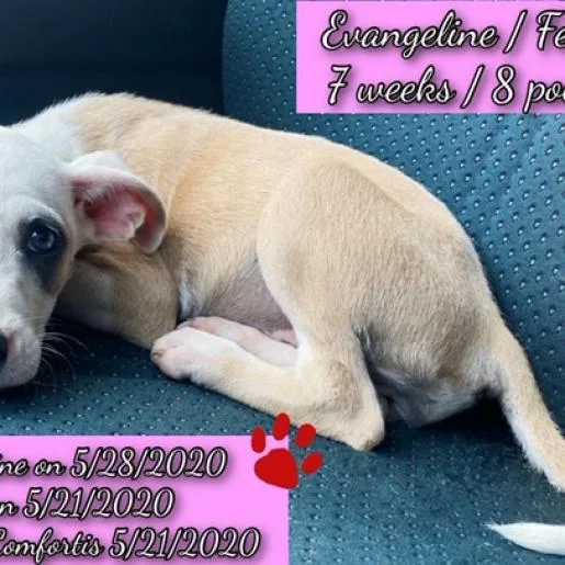 An adult medium-sized female White / Cream Jack Russell Terrier dog named Evangeline for adoption in LOXAHATCHEE, FL