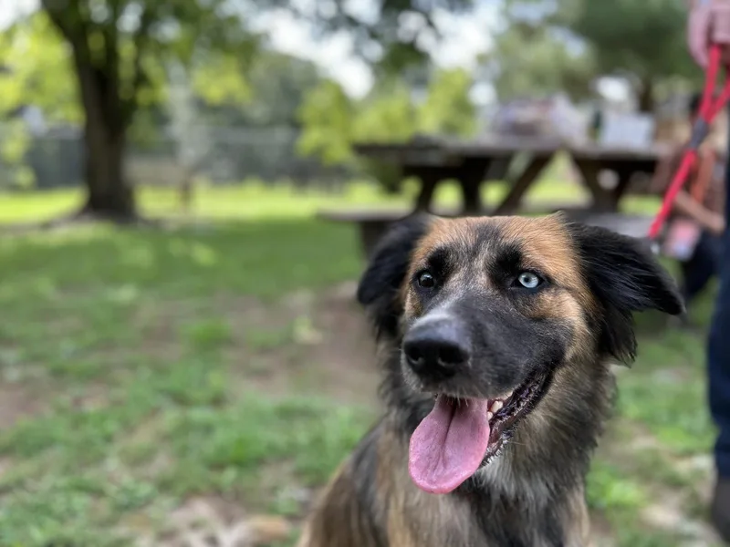 A young medium-sized female Australian Shepherd dog named Foxy for adoption in Dallas, TX