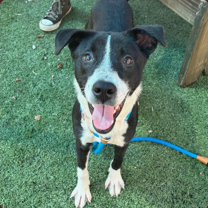 A young medium-sized female Black Mixed Breed dog named T Elara for adoption in Port Washington, NY