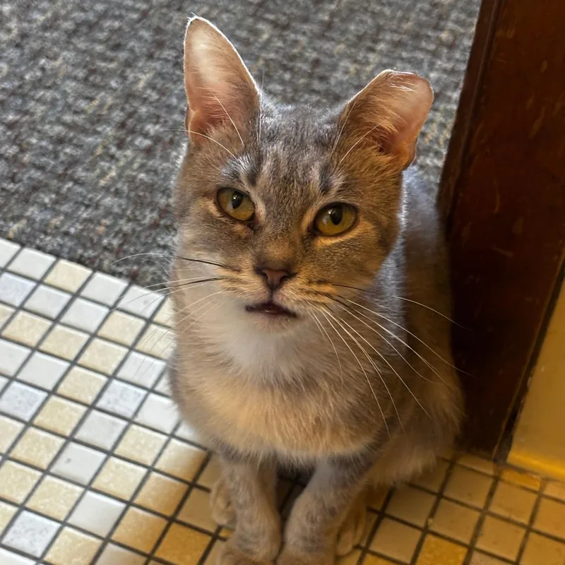An adult small-sized female Gray / Blue / Silver Domestic Short Hair cat named Cumulus for adoption in Madison, WI