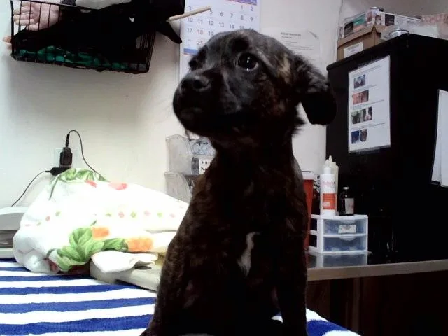 A baby small-sized male Terrier dog named Hugo for adoption in Martinez, CA