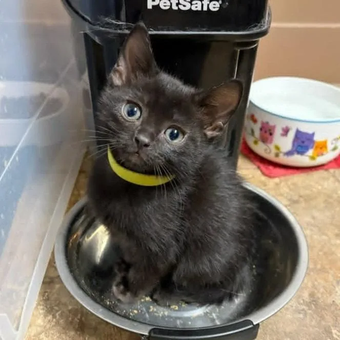 A baby small-sized male Domestic Short Hair cat named Twix for adoption in Urbandale, IA