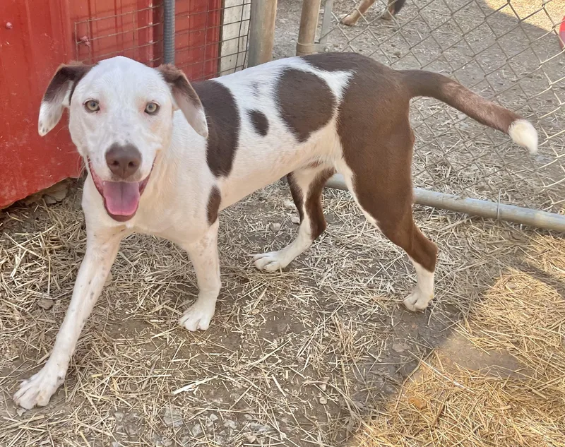 An adult medium-sized male Mixed Breed dog named Jameson for adoption in Manchester, CT