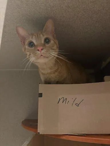 An adult medium-sized male Domestic Short Hair cat named Harris for adoption in Washington, DC