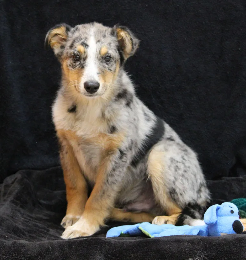 A baby medium-sized male Australian Cattle Dog / Blue Heeler dog named Conway for adoption in Portage, WI