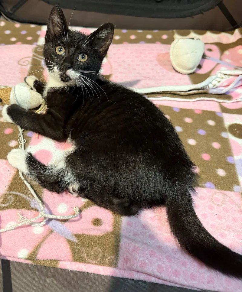 A baby medium-sized female Black & White / Tuxedo Domestic Short Hair cat named Nancy for adoption in Westfield, NJ