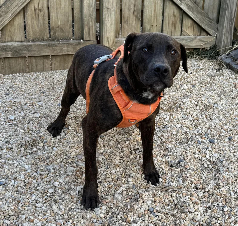 A young medium-sized male Mixed Breed dog named Chase for adoption in Ellicott City, MD