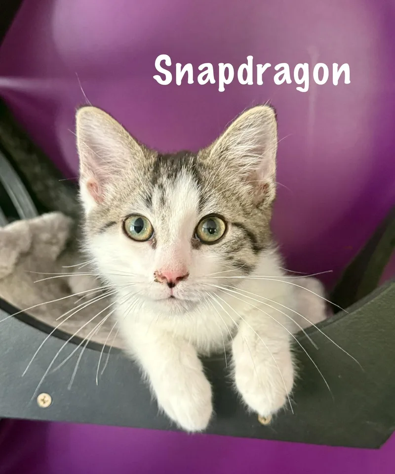 Snapdragon thumbnail 2
