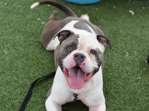 An adult large-sized male Mixed Breed dog named Coco Melon for adoption in Ridgewood, NY