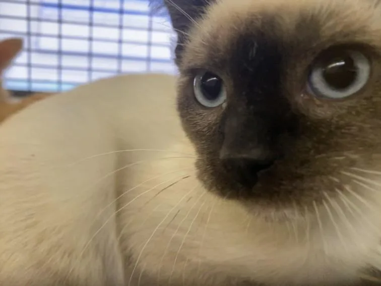 A baby small-sized male Domestic Short Hair cat named Wanda for adoption in Chatsworth, CA