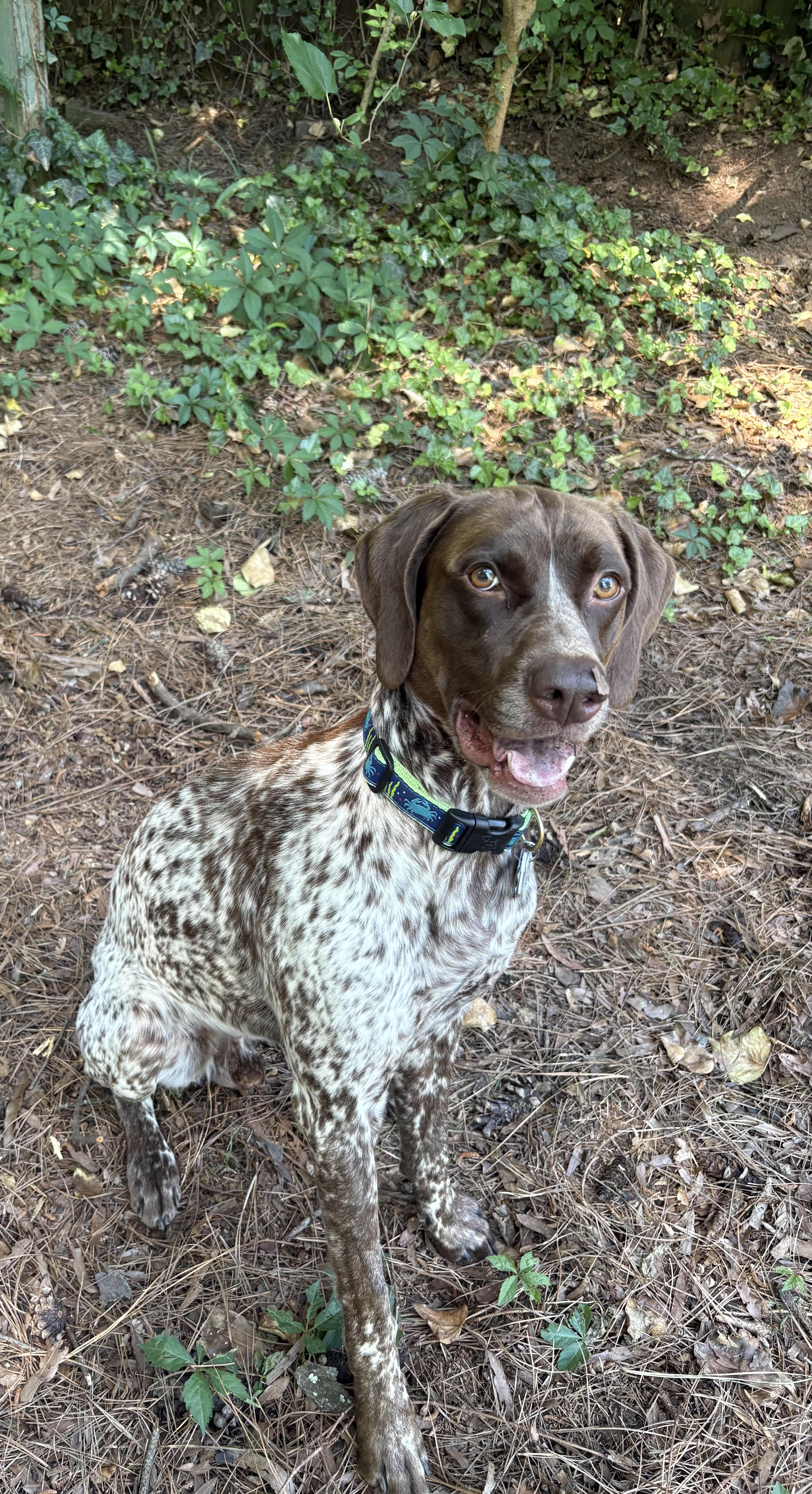 An adult medium-sized male Brown / Chocolate German Shorthaired Pointer dog named Zumi for adoption in Marion, MA