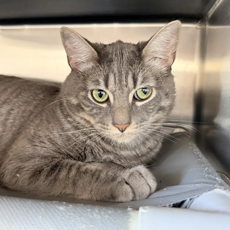 An adult large-sized male Gray / Blue / Silver Domestic Short Hair cat named Baby for adoption in Palm Springs, CA