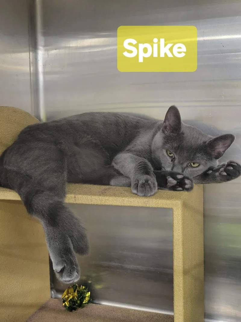 A baby medium-sized male Domestic Short Hair cat named Spike for adoption in Mechanicsburg, PA
