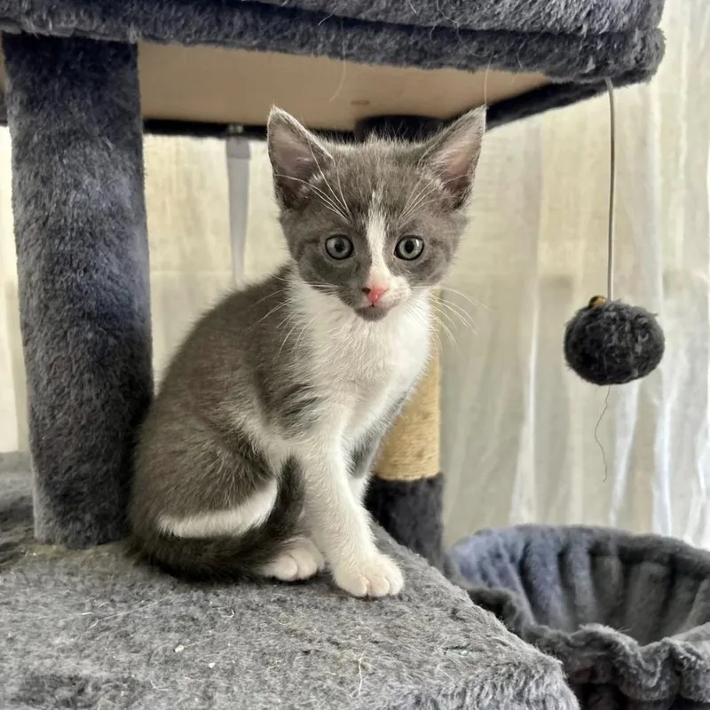 A baby small-sized female Gray / Blue / Silver Domestic Short Hair cat named Harp for adoption in Harrisonburg, VA