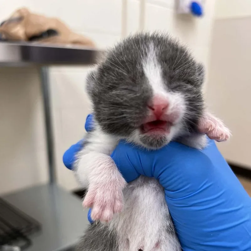 Harp thumbnail 3