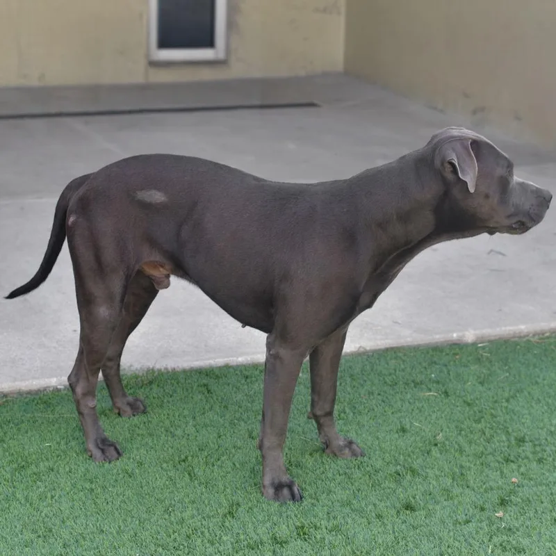 An adult large-sized male Gray / Blue / Silver Pit Bull Terrier dog named Ryder for adoption in Ottawa, KS