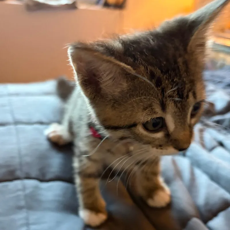 A baby small-sized female Brown / Chocolate Domestic Short Hair cat named Maple for adoption in Austin, TX