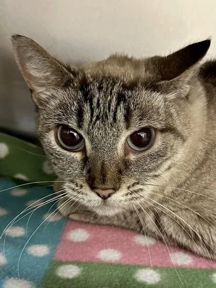 An adult medium-sized female White Domestic Short Hair cat named Nala for adoption in Wichita, KS
