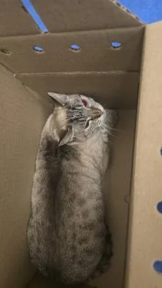 Nala thumbnail 2
