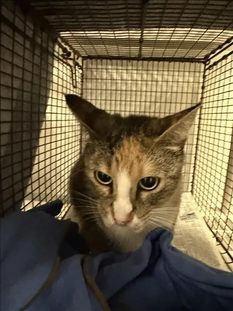 An adult small-sized female Domestic Short Hair cat named Clarice for adoption in Van Nuys, CA