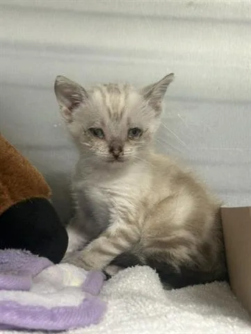 A baby small-sized male Domestic Short Hair cat named Stewart for adoption in San Martin, CA