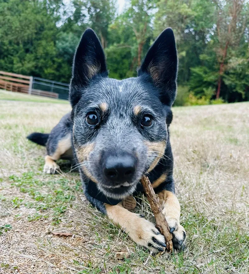An adult medium-sized female Australian Cattle Dog / Blue Heeler dog named Beverly for adoption in Vashon Island, WA