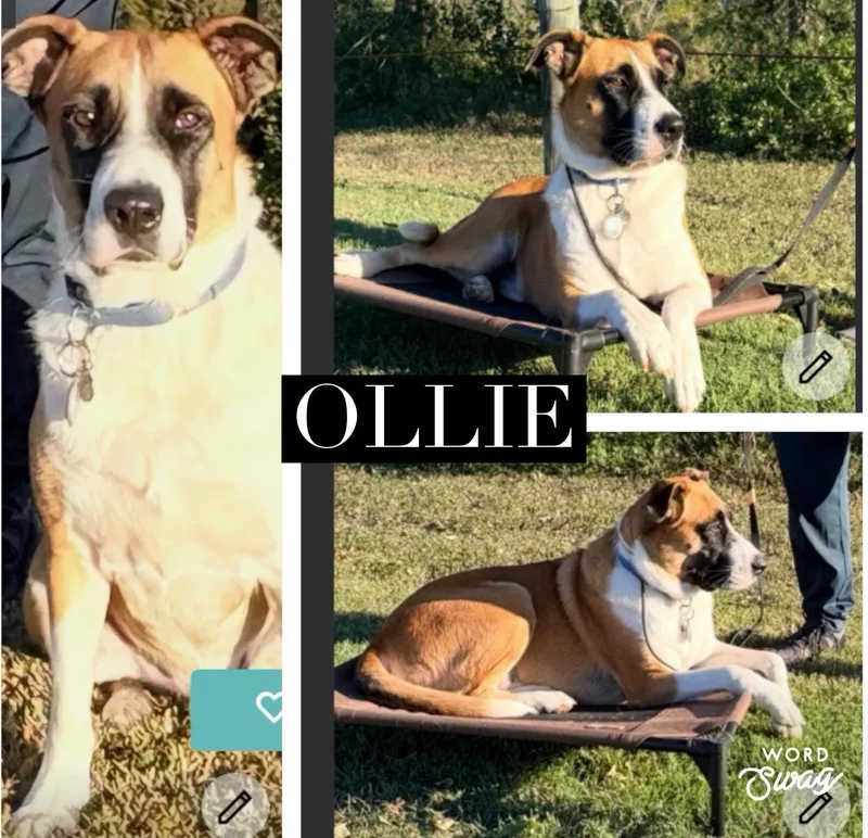 An adult large-sized male Anatolian Shepherd dog named Ollie for adoption in canyon lake, TX