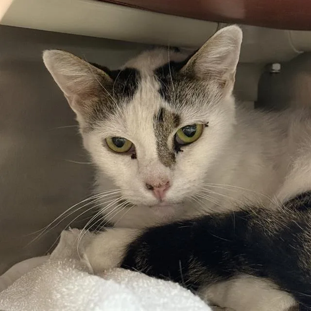 An adult medium-sized male Domestic Short Hair cat named Arthur for adoption in Las Vegas, NV