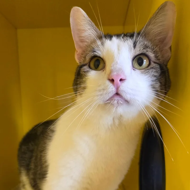 An adult large-sized male Brown / Chocolate Domestic Short Hair cat named Bear for adoption in Abilene, TX