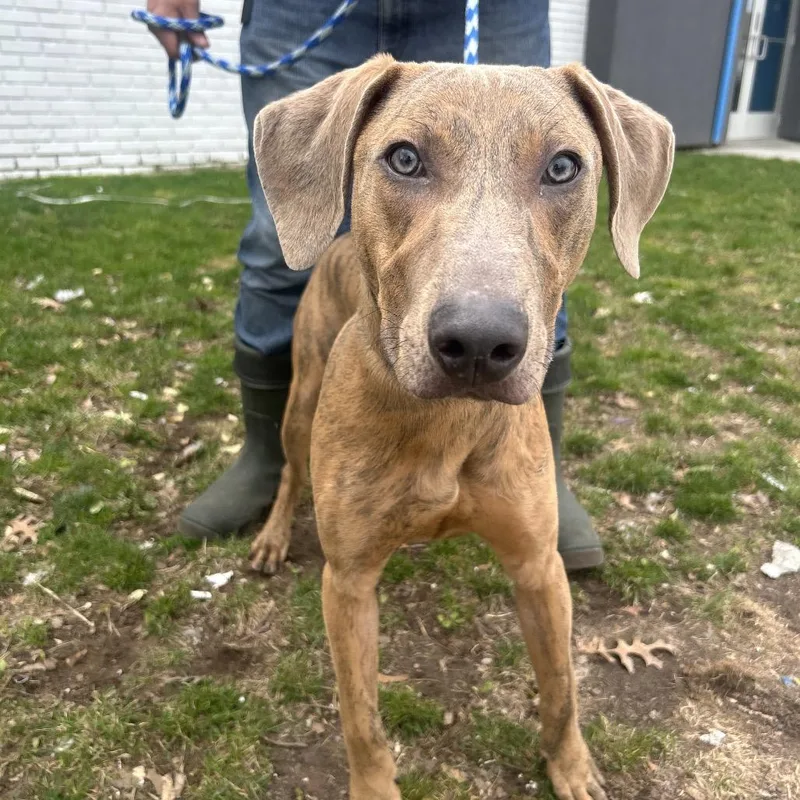An adult medium-sized male Brown / Chocolate Mixed Breed dog named Benito for adoption in Newark, NJ